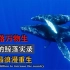 我国南海惊现罕见的鲸落现象，一鲸落万物生，海底最浪漫的重生！