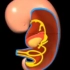 【胚胎学动画】（中文字幕）10 胃肠道的发生 The development of the gastrointestin