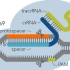 Crispr-Cas9 基因敲除 sgRNA设计案例实操（试水）