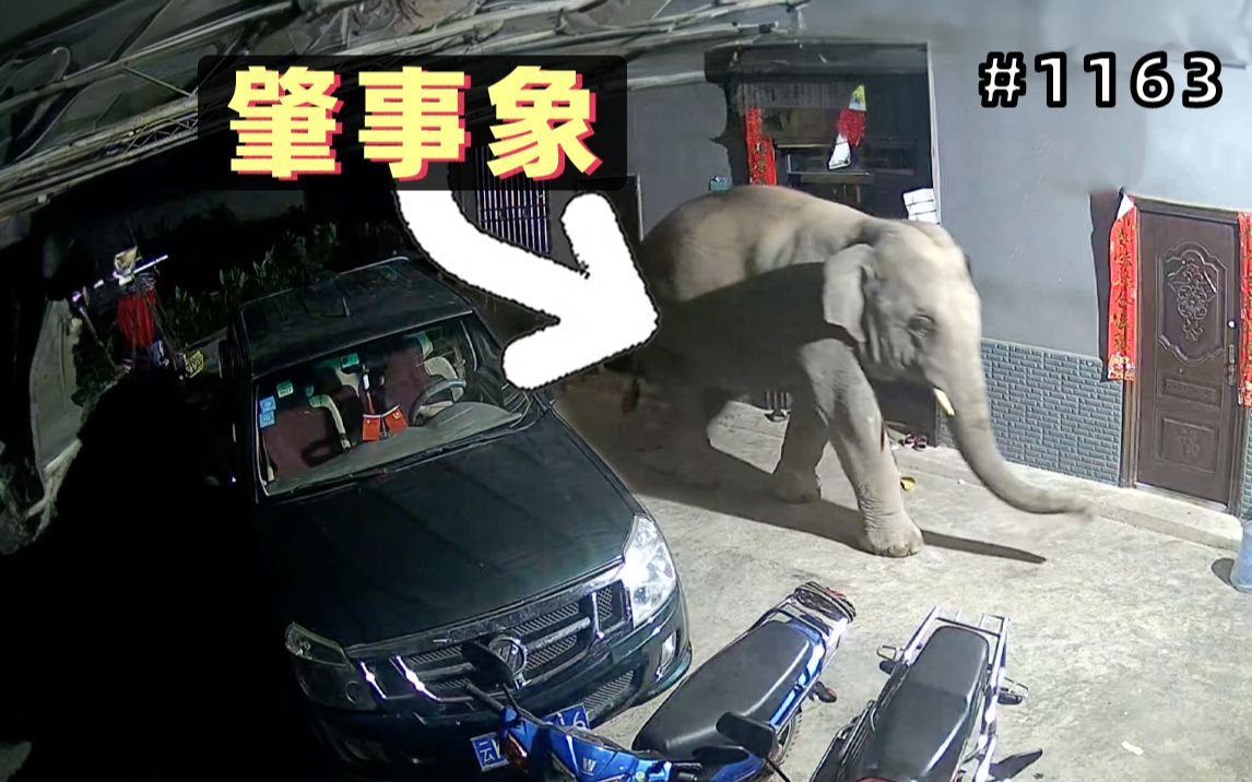 大象深夜闯入居民家中，吃不到香蕉气得把车推翻！打包带走～【1163期】