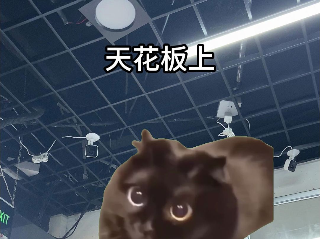 【猫meme】便利店天花板上居然有密密麻麻的摄像头！