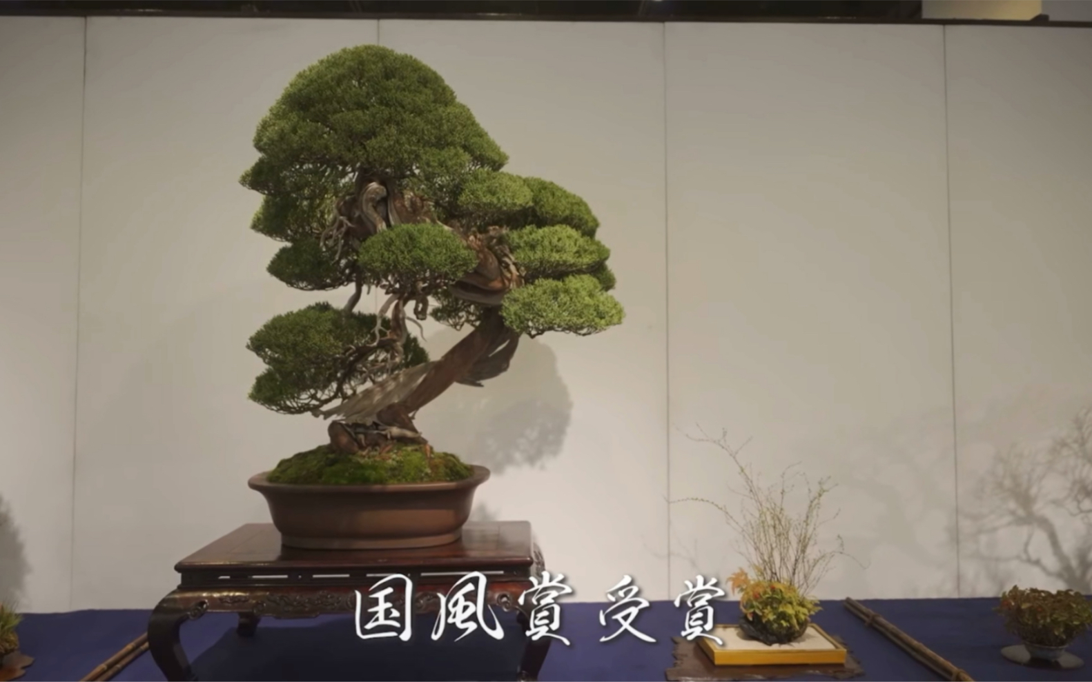 2022 96回国风盆栽展前期-哔哩哔哩