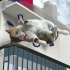【裸眼3D 猫】日本东京新宿的裸眼3D猫ちゃんねる展示（无重力篇）【毎時00分】