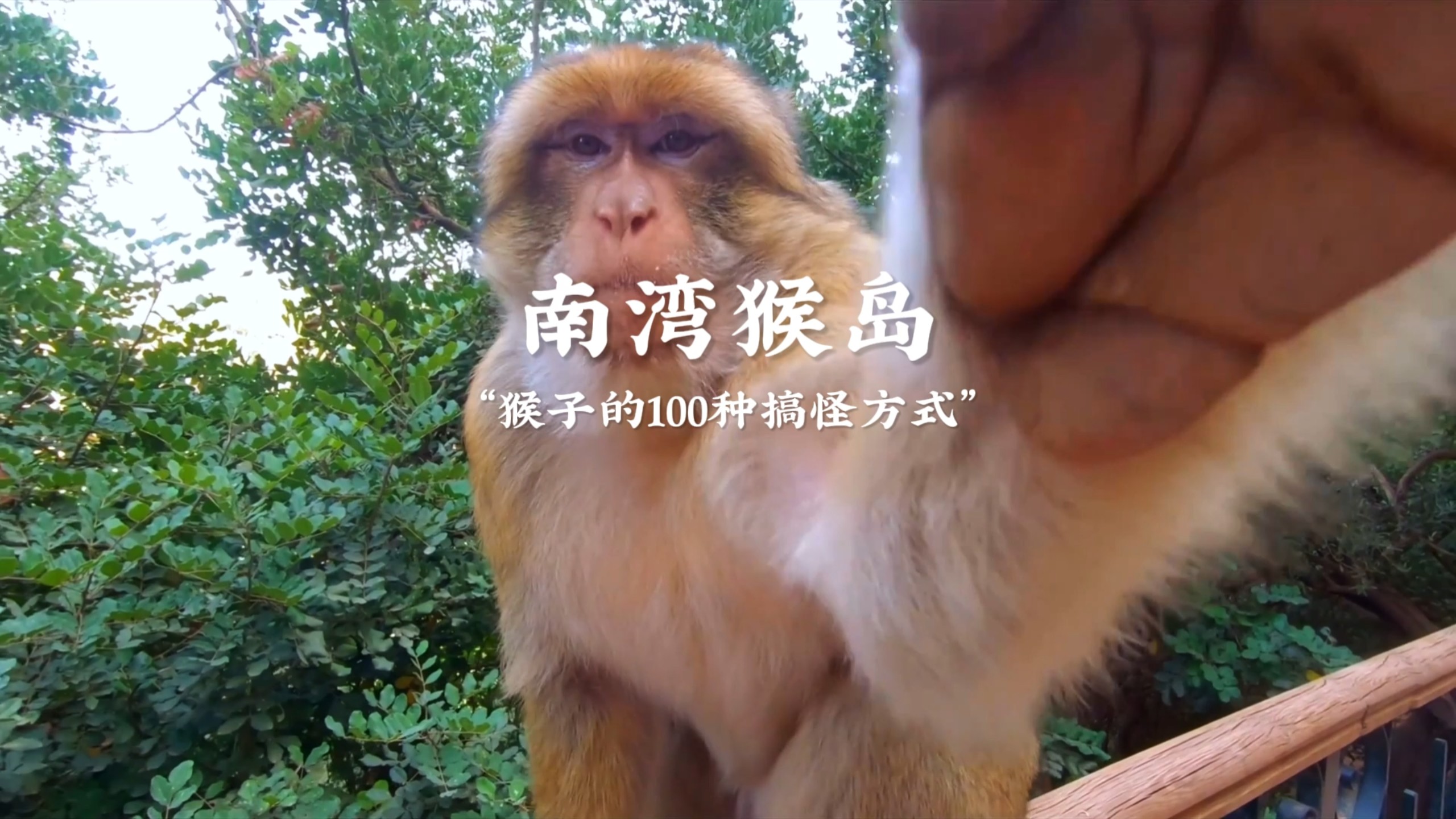 南湾猴岛详细版游玩攻略！收藏起来！