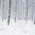 森林里的暴风雪-暴风雪的睡眠和放松的声音-自然白噪声的声音