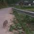 隐居山村的狸花猫，为村子操碎了心，每天饭后必须去全村巡逻一圈
