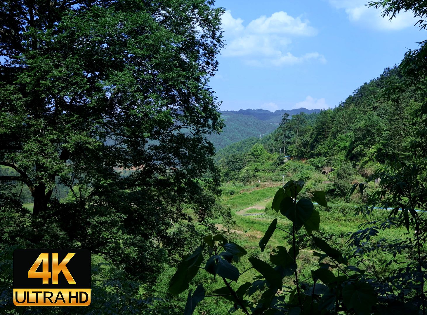 夏日深山氛围音，自然风声，虫鸣鸟叫声，助眠解压陪伴学习白噪音