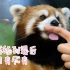 【小熊猫】像狗子一样的小舔熊实在太可爱了！饲养员控制不住自己的双手