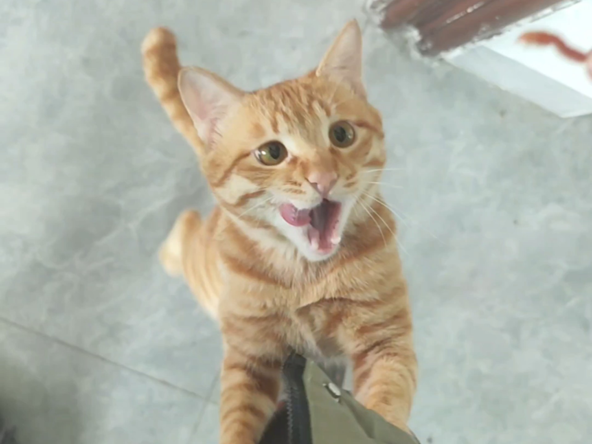 主人回家后小猫的反应是