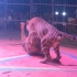 雄虎将非洲雄狮按在地上做运动，另外一头雄虎连忙过来制止！