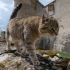 【纪录片】岩合光昭的猫步走世界 之「法国・勃艮第」