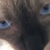 【暹罗猫