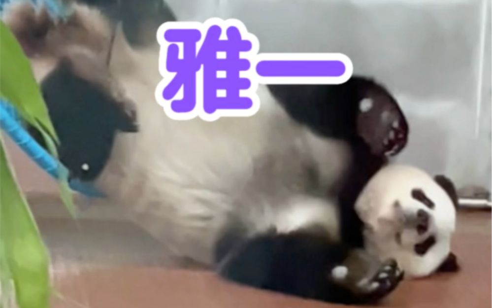 郑重推介 大熊猫界的“广州蔡依林” 雅一