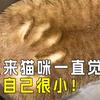 🐱猫咪到死都以为…你是它的终身保姆