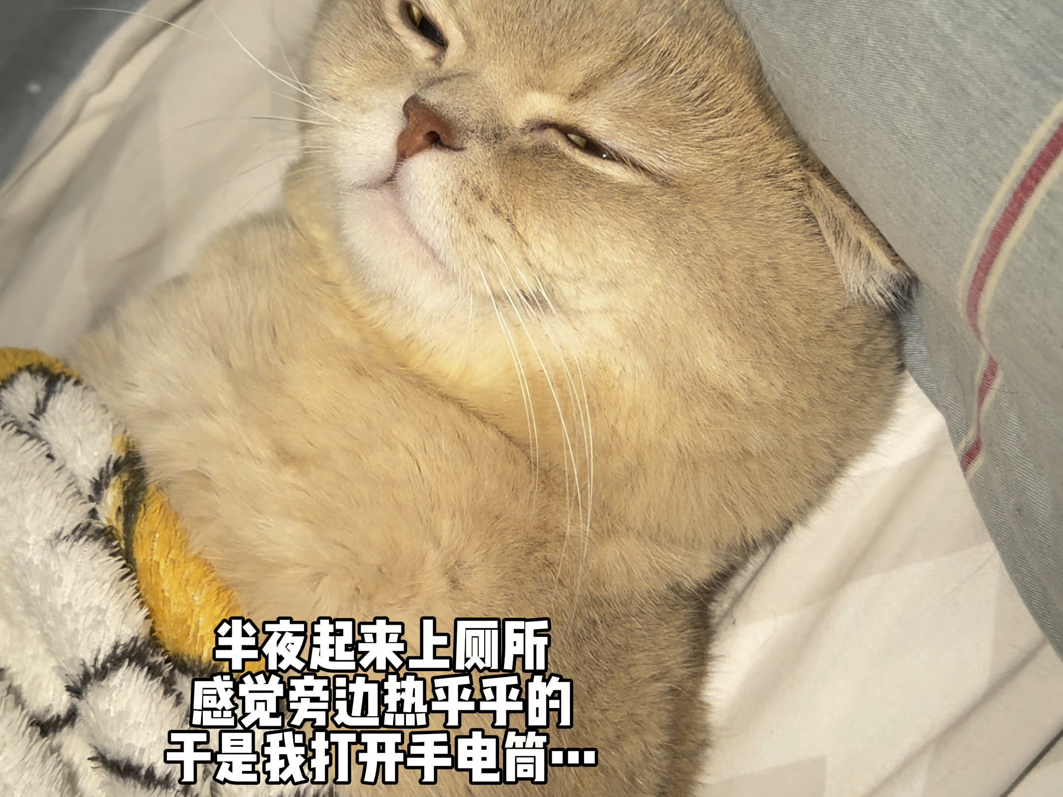 小猫什么时候上来的呢