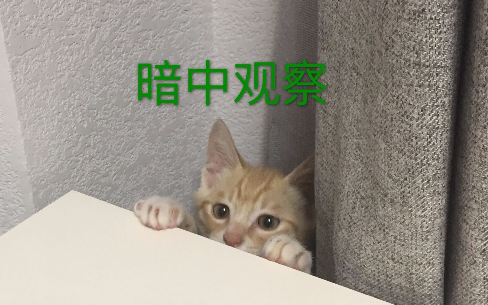 暗中观察橘猫终于知道主子的窝为啥那么脏了