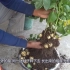 土豆也开花结种子，我们为何不用它的种子播种呢？这才是决定因素