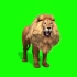 4K狮子特效绿幕素材分享