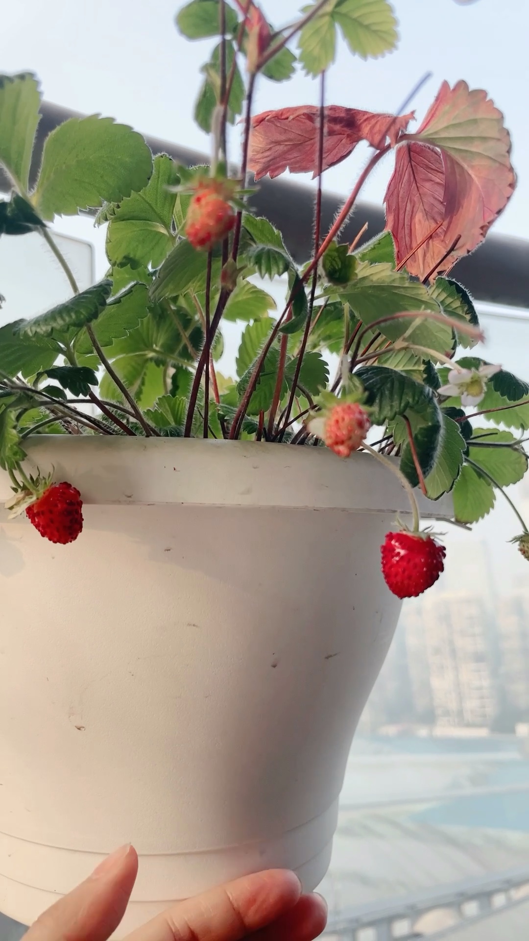 盆栽草莓繁殖很简单,学会方法很重要,一盆变十盆越养越多.!|草莓|匍匐茎|盆栽_新浪新闻