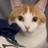 大橘猫黄鼻子