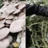 女子种西瓜12年，意外发现大棚内长满野生蘑菇：最大1个30多斤