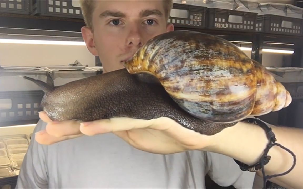 世界上最大的蜗牛,长达30厘米,比兔子还大