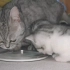 小奶猫喝羊奶粉，还不会用舌头舔着喝，对着碗边乱啃～～～