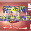 动画演示|怀孕前4周，胚胎的发育过程