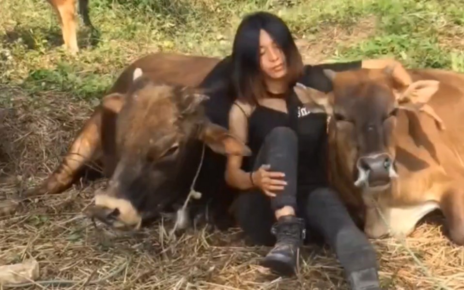 重庆女孩把牛当宠物来养，和牛成了亲密无间的朋友