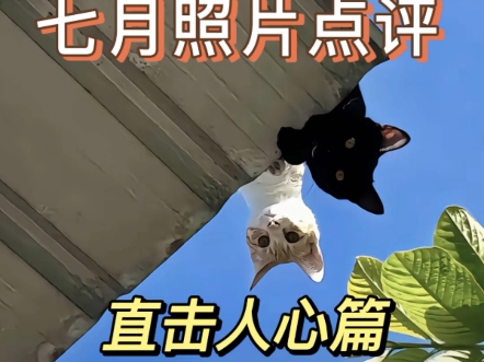 评论区摄影大赛直击人心篇来了，本期作品都非常优秀欢迎投稿好的作品会让更多人看到