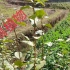 （光影）植物科普Vlog 茶叶 可以喝的植物 又是一年采茶季