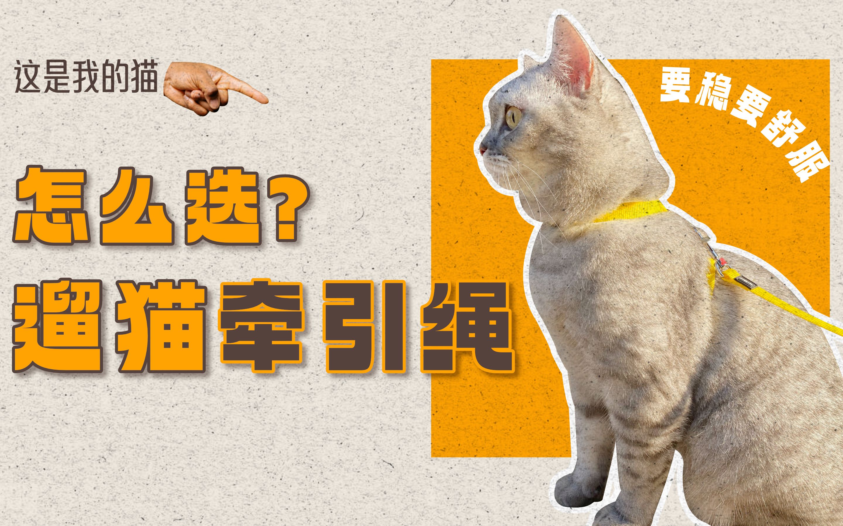 要轻又要稳，遛猫时哪种牵引绳更适合猫咪？