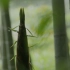 走进苍翠碧绿的闽南竹海，阅读一棵竹子的成长日记【纪录片】【双语】