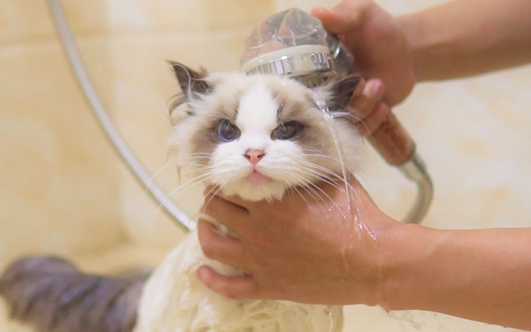 这只猫咪你洗澡就洗澡，居然对我wink_哔哩哔哩_bilibili