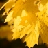 可商用视频素材之秋天枫叶唯美自然风景