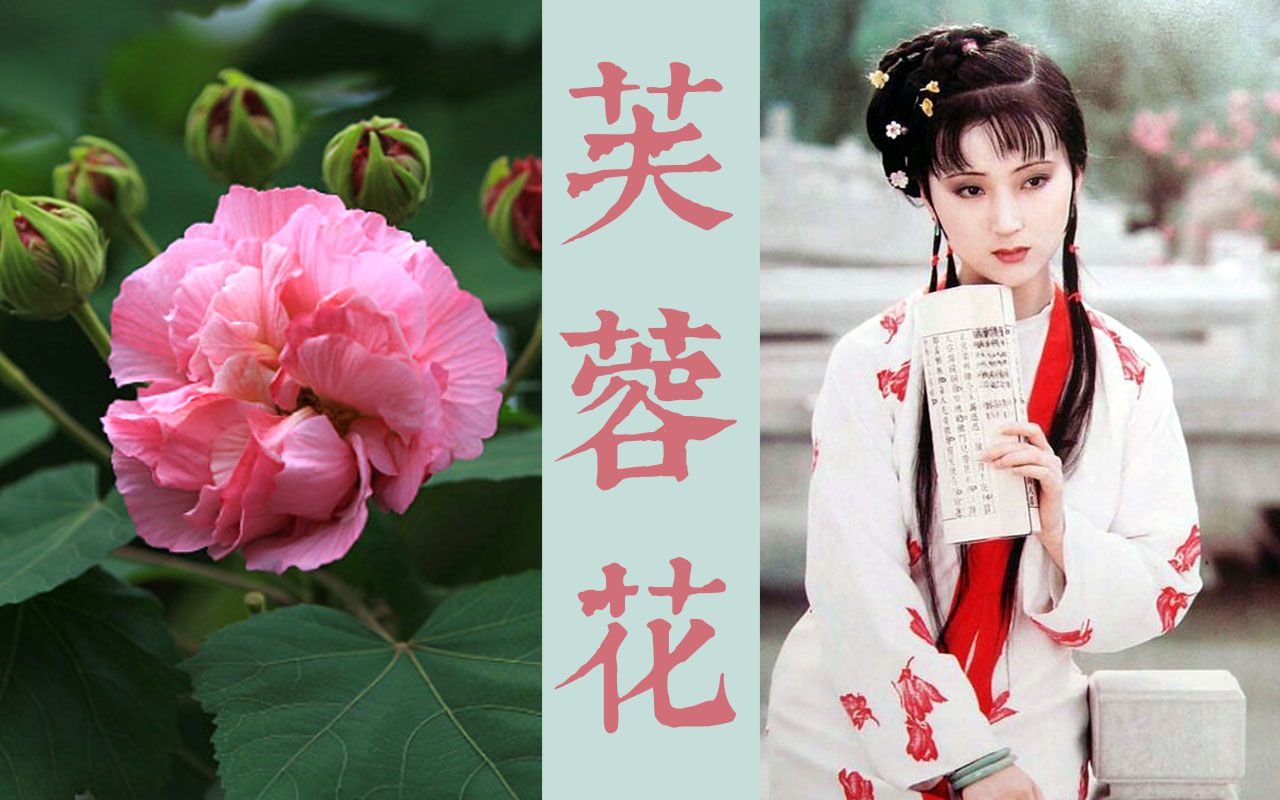【中国草木之美】黛玉的芙蓉是什么花？|红楼梦植物