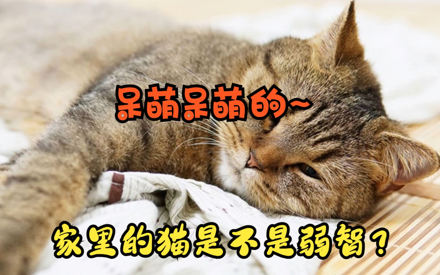 如何判断,家里的猫是不是弱智?哔哩哔哩bilibili