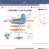 CRISPR/CAS9 原理（极简