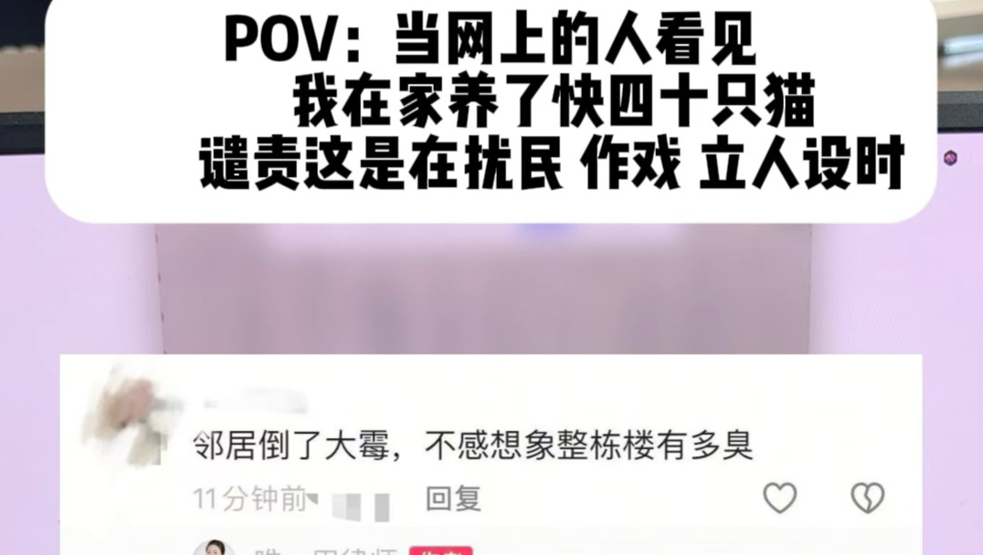 360°立体防御的养了30多只猫的律师 已经没有什么话能攻击到我了