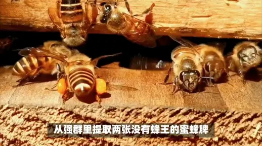 存储蜂王视频  第1张