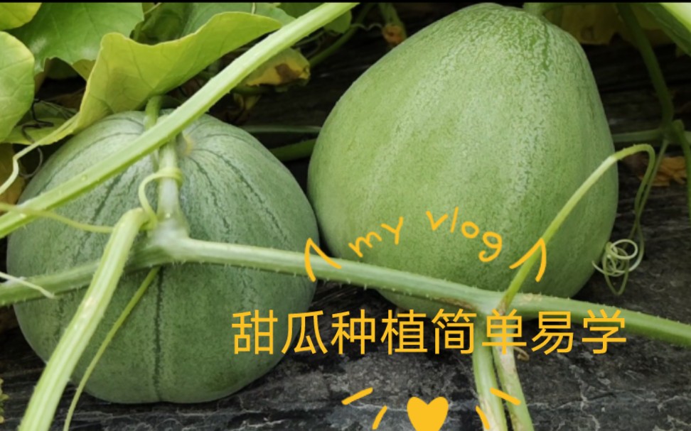 香甜酥脆的甜瓜怎么种植？从幼苗到成熟