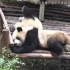 【大熊猫】幼年小乔奥莉奥午睡