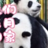 大熊猫“谊谊”和“升谊”五月回国啦~