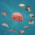 人脑与其他动物大脑的对比