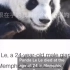 丫丫和乐乐，孟菲斯动物园账号发的视频，翻译过来给你们看看。