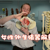 女性外生殖器（阴蒂）组织解剖Anatomy of the erectile tissues of the female external genitali