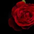 v296 2k画质超唯美浪漫温馨红色玫瑰花瓣花朵盛开鲜花盛开特写婚礼爱情表白求爱动态视频素材 灯光秀 幼儿园晚会