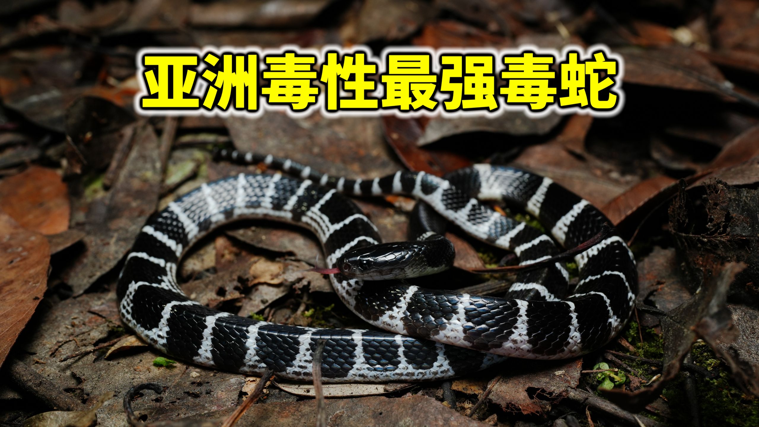 素贞环蛇杀进世界前十？银环蛇排名下跌！谁才是亚洲一哥？毒性排行榜2026版！