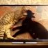 【BBC】《遇见喵星人meet the kittens》第一季全九集【大家字幕组】（萌化你的心><）