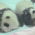 纪录短片“美丽中国”——大熊猫系列